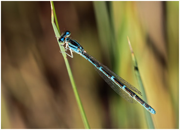 Coenagrion caerulescens femelle