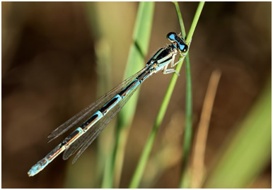 Coenagrion caerulescens femelle