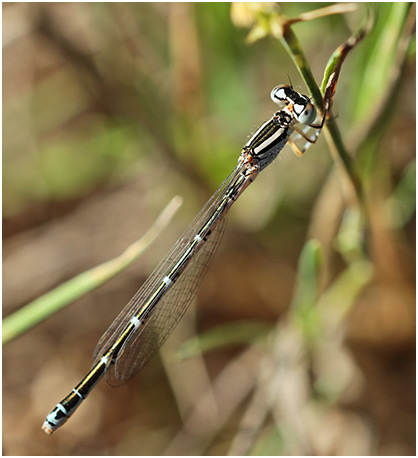 Coenagrion caerulescens femelle immature