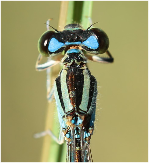 Coenagrion caerulescens femelle pronotum