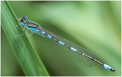 Coenagrion caerulescens mâle