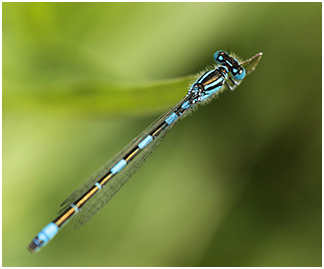 Coenagrion caerulescens mâle