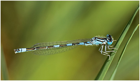 Coenagrion caerulescens mâle