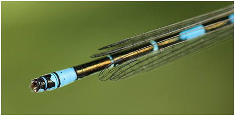 Coenagrion coerulescens mâle appendices anaux