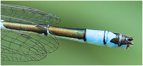 Coenagrion coerulescens mâle appendices anaux