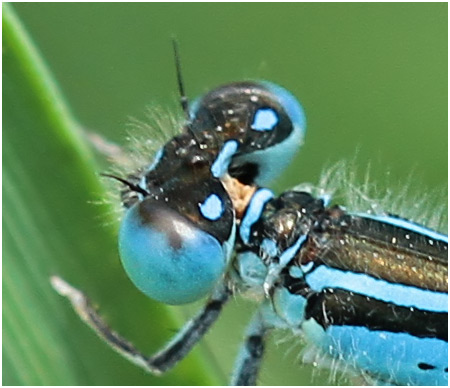 Coenagrion coerulescens mâle pronotum