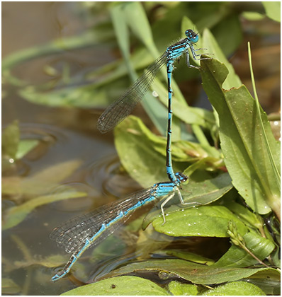 Coenagrion caerulescens ponte