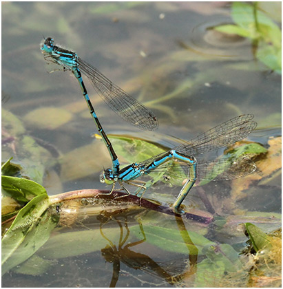 Coenagrion caerulescens ponte