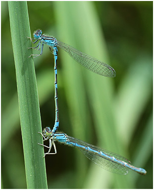 CoenagrionCoenagrion caerulescens tandem