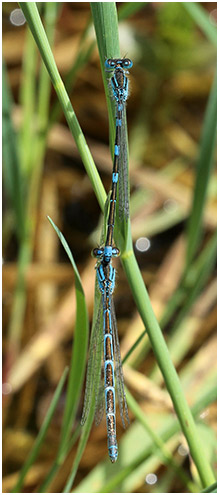 Coenagrion caerulescens tandem