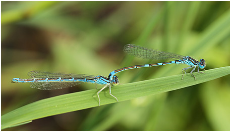 Coenagrion caerulescens tandem