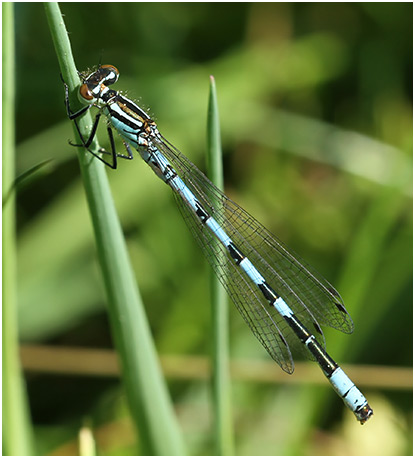 Coenagrion hastulatum mâle