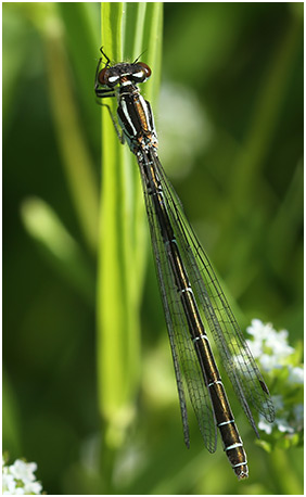 Coenagrion hastulatum femelle