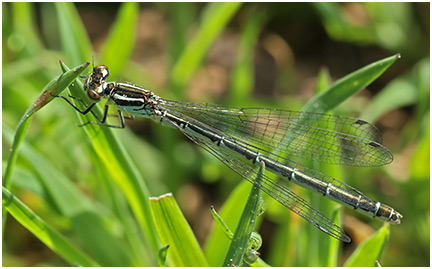 Coenagrion hastulatum femelle