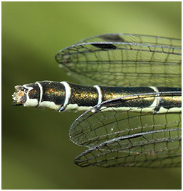 Coenagrion hastulatum femelle