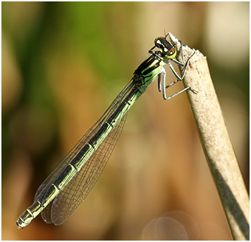 Coenagrion hastulatum femelle