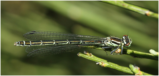 Coenagrion hastulatum femelle