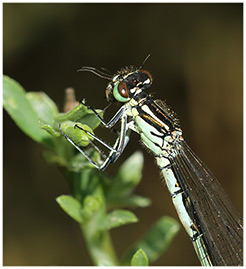 Coenagrion hastulatum femelle