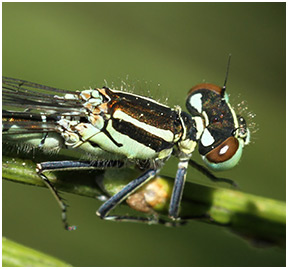 Coenagrion hastulatum femelle