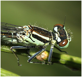 Coenagrion hastulatum femelle