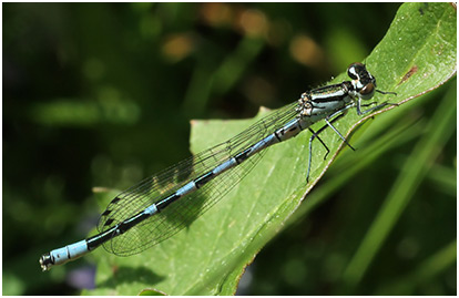 Coenagrion hastulatum mâle