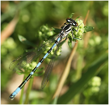 Coenagrion hastulatum mâle