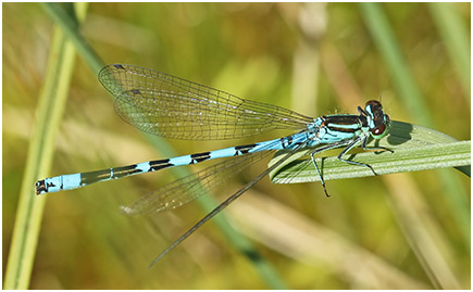 Coenagrion hastulatum mâle