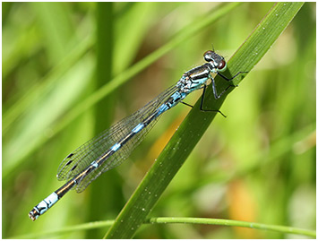 Coenagrion hastulatum mâle