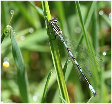 Coenagrion hastulatum mâle