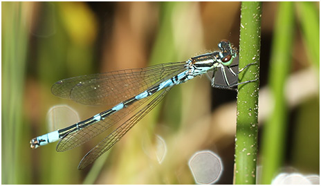 Coenagrion hastulatum mâle