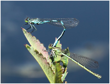 Coenagrion hastulatum ponte