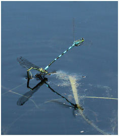 Coenagrion hastulatum ponte