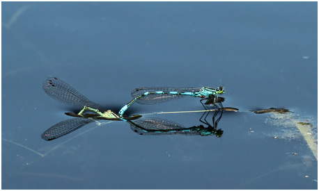 Coenagrion hastulatum ponte