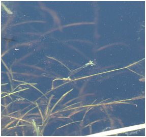 Coenagrion hastulatum ponte immergée