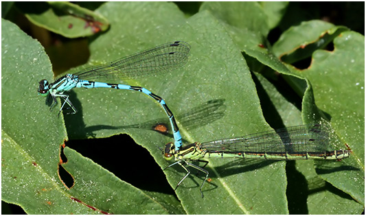 Coenagrion hastulatum tandem