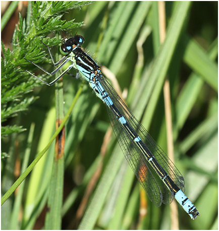 Coenagrion lunulatum mâle