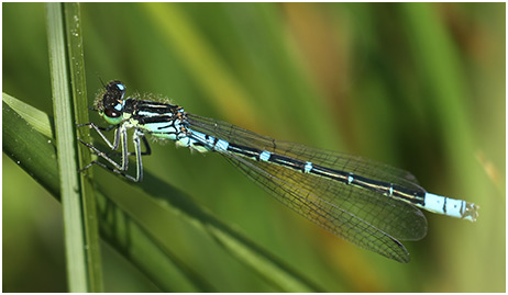 Coenagrion lunulatum mâle