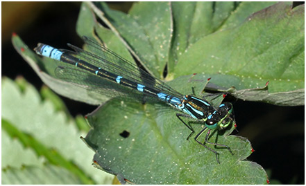 Coenagrion lunulatum mâle