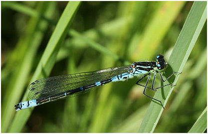 Coenagrion lunulatum mâle