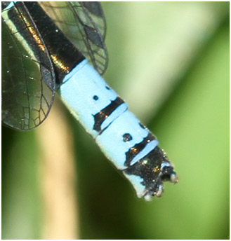 Coenagrion lunulatum mâle