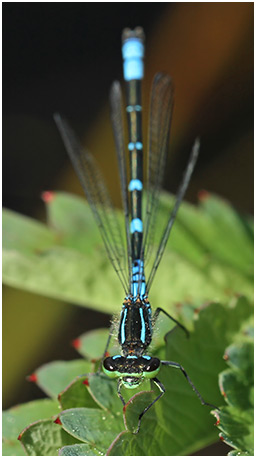 Coenagrion lunulatum mâle