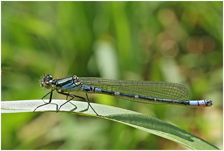 Coenagrion lunulatum mâle immature