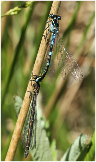 Coenagrion lunulatum tandem