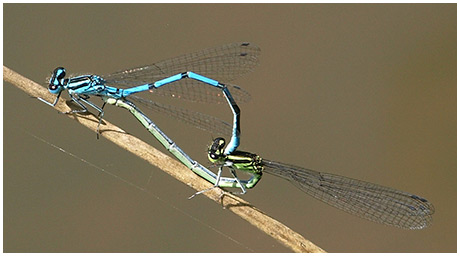 Coenagrion puella accouplement