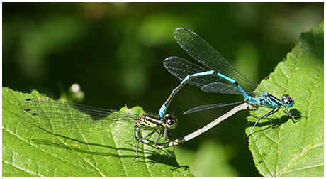 Coenagrion puella accouplement