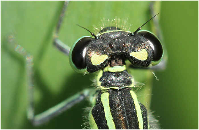 Coenagrion puella femelle pronotum