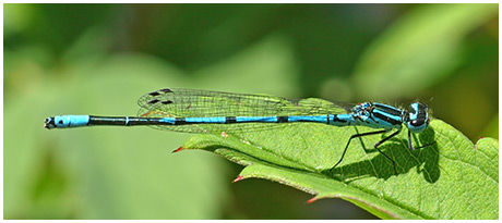 Coenagrion puella mâle