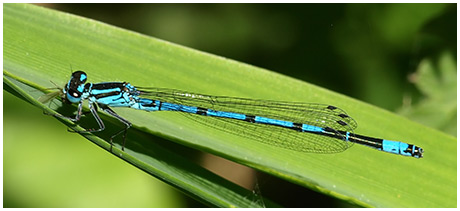 Coenagrion puella mâle