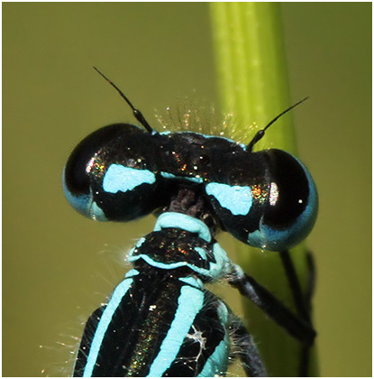 Coenagrion puella pronotum mâle