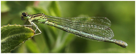 Coenagrion mercuriale femelle